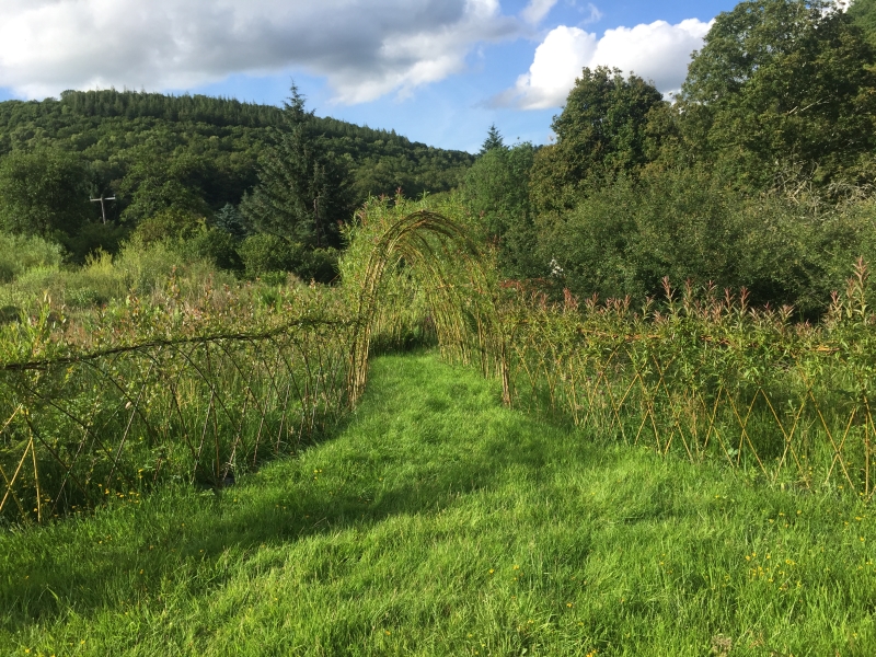 West Wales Willows